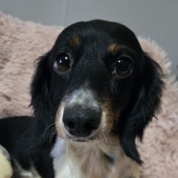 Nugget - Dachshund