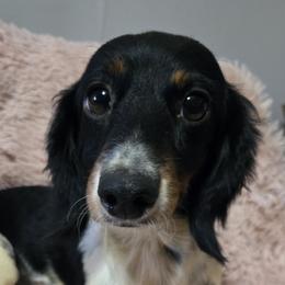 Nugget - Dachshund