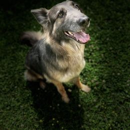 German Shepherd Puppies from Haus Skyborne Shepherds