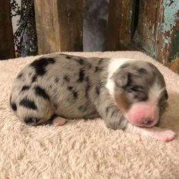 Australian Shepherds from Shelby's Aussies