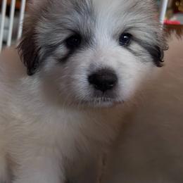 Mary - White and badger female Great Pyrenees puppy in Murfreesboro, Tennessee from Storybook Tails Farm