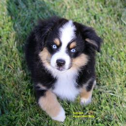 Stella - blue eyes - Black tri female Miniature American Shepherd puppy in Hillsdale, Michigan from Faithwalk Aussies and Mini American Shepherds