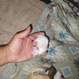 Angel - Cream and white female Chihuahua puppy in Gray, Louisiana from Chi Chi's Place LLC