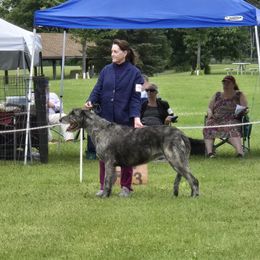 Irish Wolfhound Puppies from Stormborn Irish Wolfhounds