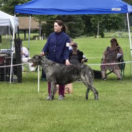 Irish Wolfhound Puppies from Stormborn Irish Wolfhounds
