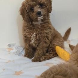 Jenny - Red female Cavapoo puppy in Washington from Mt.BakerPoodles&Doodles