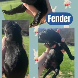 FENDER - Black male Great Dane puppy in Wellsville, New York from Prophecy Danes