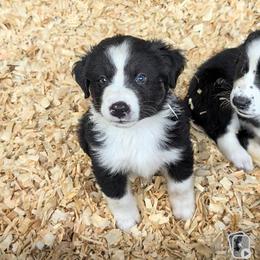 Drac - Black & white male Australian Shepherd puppy in Citra, Florida from AEW Farm