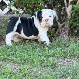 Moo - Black tri-color male Bulldog puppy in Aiken, South Carolina from Hayzlett Family English Bulldogs