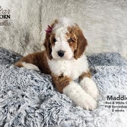 Bernedoodle Puppies from A Star is Born Doodles