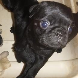 Pug Puppies from Sweetie Pie Pugs