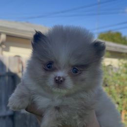 AKC QUEEN tea cup - Chocolate merle female Pomeranian puppy in Wyandotte, Michigan from FAITHOPELOVE POMS KENNELS