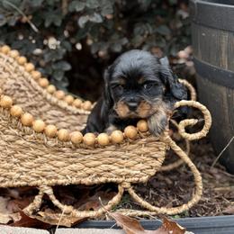 Waylon - Black and tan male Cavalier King Charles Spaniel puppy in Lula, Georgia from Cavaliers by Crumley