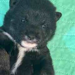 Kai - Black and tan male Shiba Inu puppy in Tamarac, Florida from The Queen of Shibas