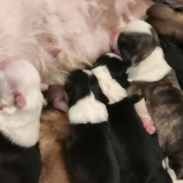 Shih Tzu puppies from SweetTee's Shih Tzus LLC