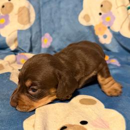 Chip - Chocolate and cream male Dachshund puppy in Hutto, Texas from B & D Dachshunds