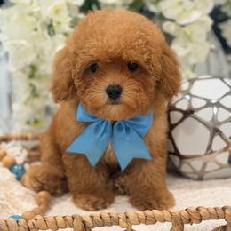 Leonardo - Apricot male Poodle puppy in Apple Valley, California from Fletcher Fuzzy Friends