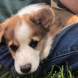 Pembroke Welsh Corgi Puppies from Desert Sage Corgis