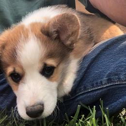 Pembroke Welsh Corgi Puppies from Desert Sage Corgis