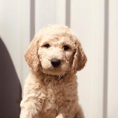 Bernedoodle and Labradoodle Puppies from Royal Doodles