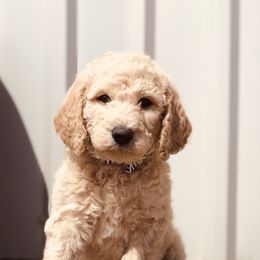 Bernedoodle and Labradoodle Puppies from Royal Doodles
