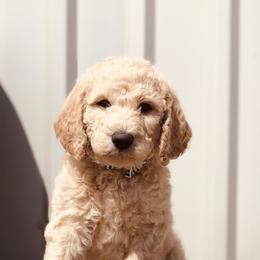 Bernedoodle and Labradoodle Puppies from Royal Doodles