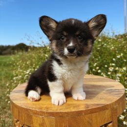Nova - Black and white female American Corgi puppy in Inverness, Florida from Canaan Farm Corgis