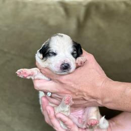 Everest - White and badger female Great Pyrenees puppy in San Diego, California from McCarthy Ranchette LLC