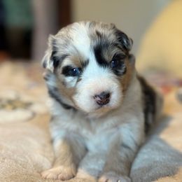 Paisley - Blue merle female Australian Shepherd puppy in Yelm, Washington from Country Rose Australian Shepherds