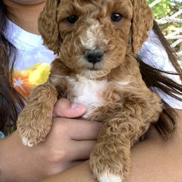Poodle Puppies from Clegg Poodles