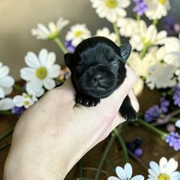 Russian Salon Dog and Yorkshire Terrier Puppies from Yorkies Kisses