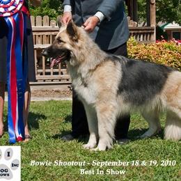 Shiloh Shepherds from Stardust Shilohs