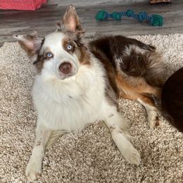 Australian Shepherds from Boulder Creek Kennels