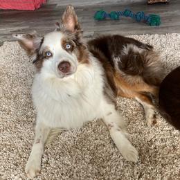 Australian Shepherds from Boulder Creek Kennels