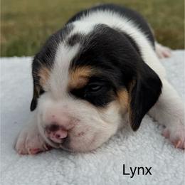 AKC Lynx - Black tan and white male Beagle puppy in Rogersville, Missouri from Hales Little Beagle Haven