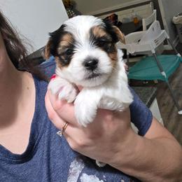 Jax - Parti male Yorkshire Terrier puppy in Lakeland, Florida from You Me & The Yorkies