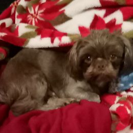 Chewy - Shih Tzu