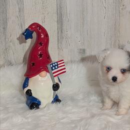 Tiny Tim - Blue merle male Miniature Australian Shepherd puppy in Lufkin, Texas from Texas Lil Cowdogs
