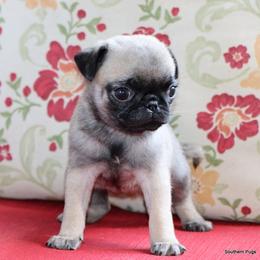 Rose - Fawn female Pug puppy in Winnsboro, Texas from Southern pugs