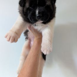 Girl 1 - Silver, black overlay female Akita puppy in South Carolina from Sierra Mountain Akitas