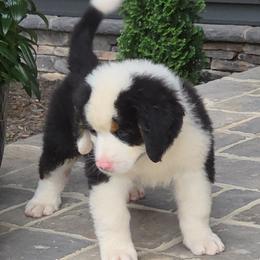 Timber - Black tan and white male Bernese Mountain Dog puppy in Gaffney, South Carolina from Circle D Farms