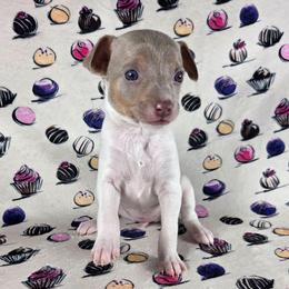 Carmel - Fawn white and tan female Rat Terrier puppy in Rio Vista, California from CaliRats Rat Terriers