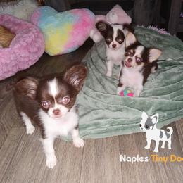 Chihuahua Puppies from Naples Tiny Dogs
