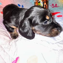 AKC Female 3 - Black and tan female Dachshund puppy in Knoxville, Tennessee from Thea's Puppies