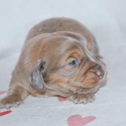 Shaggy - Fawn (Isabella) male Dachshund puppy in Eufaula, Alabama from B’s Dachshunds