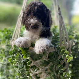 Goldendoodle and Poodle Puppies from The Poodle Plantation