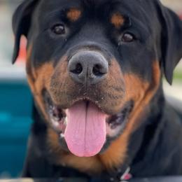 Collies and Rottweilers from Prairie Creek