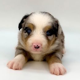 Aussiedoodle, Australian Shepherd, and Miniature Australian Shepherd Puppies from Ten Mile Aussies