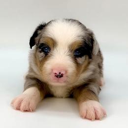 Aussiedoodle, Australian Shepherd, and Miniature Australian Shepherd Puppies from Ten Mile Aussies