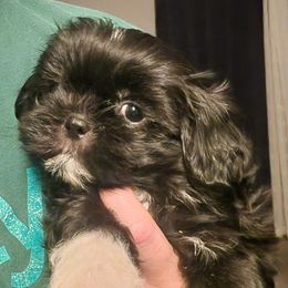 Male4 - Black and white male Shih Tzu puppy in Augusta, Maine from Zulas Shih Tzu of Maine